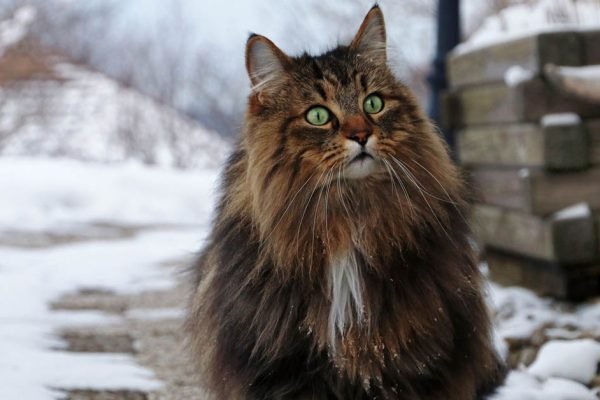 Приехал на дачу посреди зимы, и уже через полдня на моём участке собрались коты, которых хозяева бросили там зимовать в одиночестве