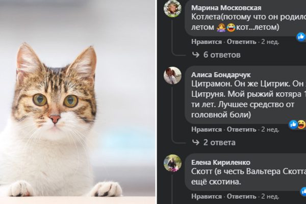Выбрала коту имя Бегемот, он оказался на деле не так прост, любит разговаривать с родителями и всё понимает