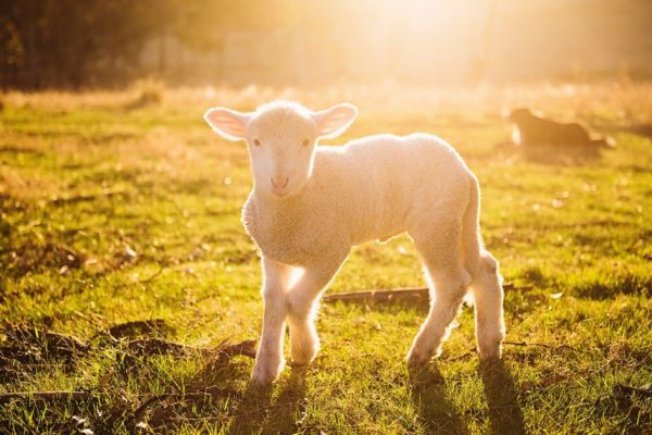 Задача про милых овечек, чтобы научить ребенка считать и познакомить с природой Карпат