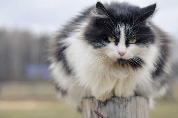 Как найти кота на улице и почему не надо паниковать раньше времени