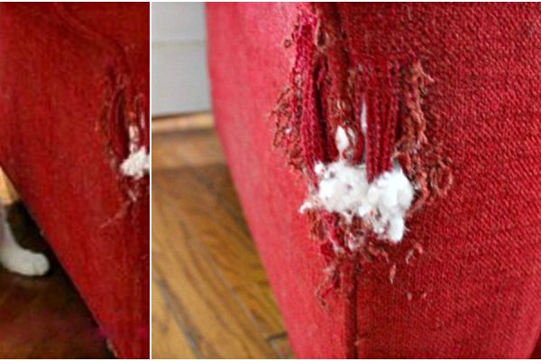 Что поможет скрыть проделки шкодливого кота