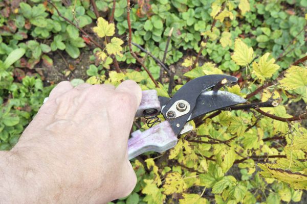 Грамотная обрезка старого куста смородины, чтобы его омолодить