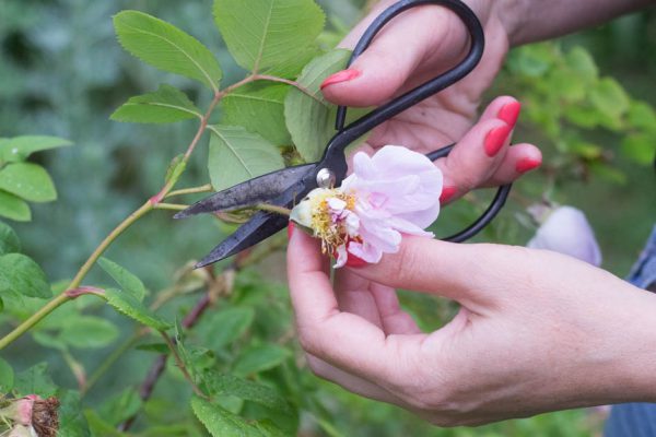 Опытный садовод Федор рассказал, как грамотно обрезать розу сразу после цветения, чтобы она снова зацвела