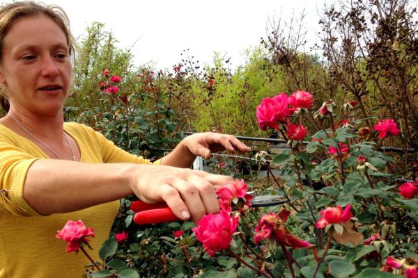 Зачем заниматься обрезкой роз по весне