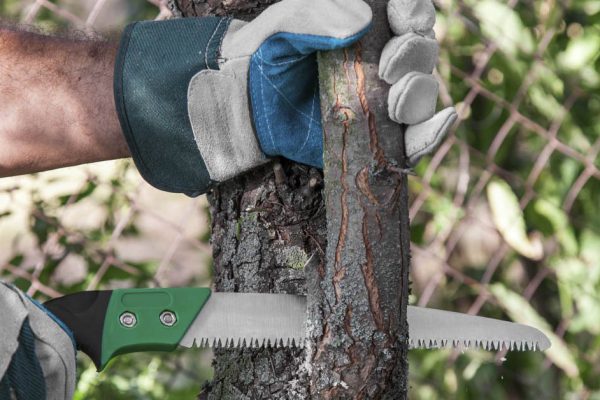 Обрезаю ветки по-хитрому, чтобы дерево исцелило себя само