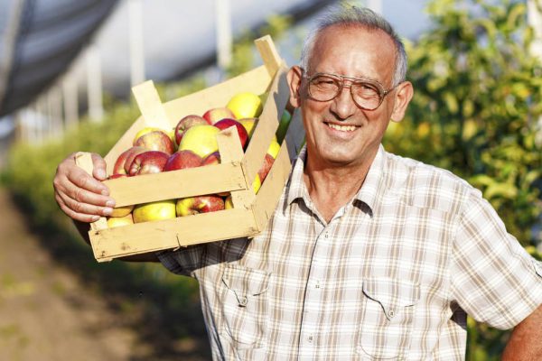 Почему дачники выращивают «ДРОВА» вместо Яблок