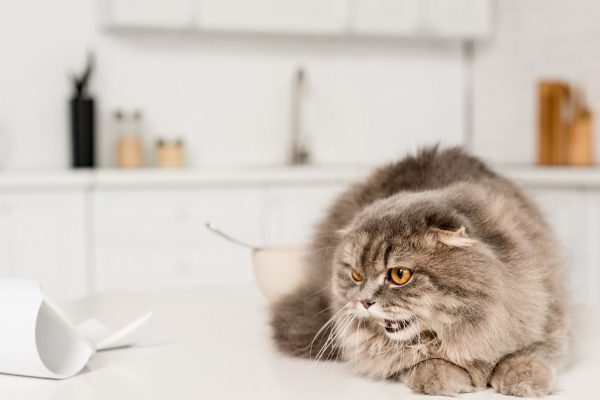 Почему коту нужно меньше времени проводить на кухне