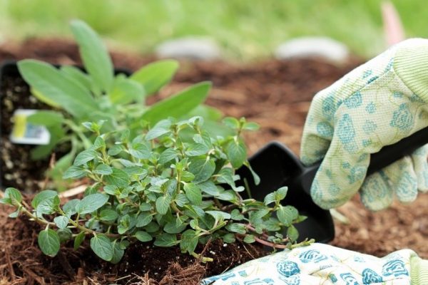 На каком дачном участке хочется просидеть всё лето