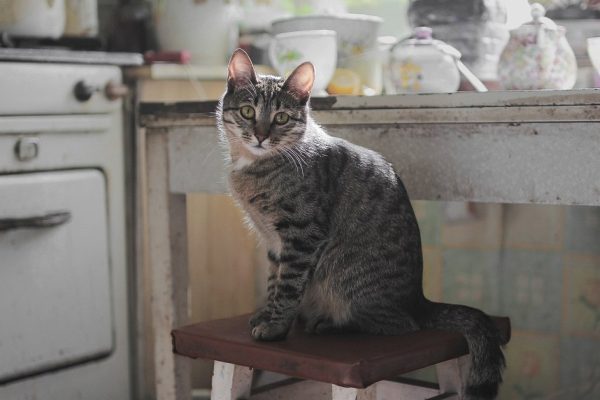 Как обустроить кухню