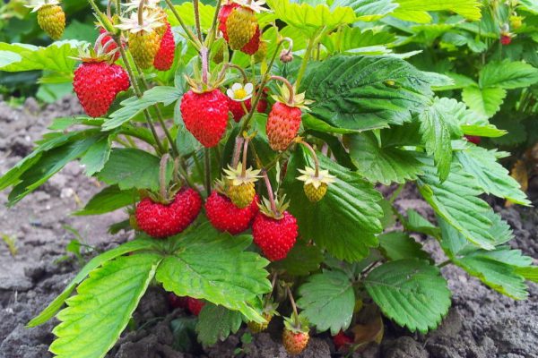 Как не дать нахальным птицам съесть урожай ягод в этом году