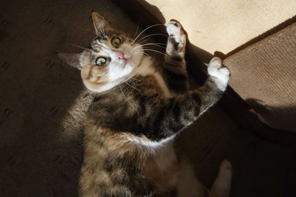 Верный способ отучить кота драть обои и мебель раз и навсегда