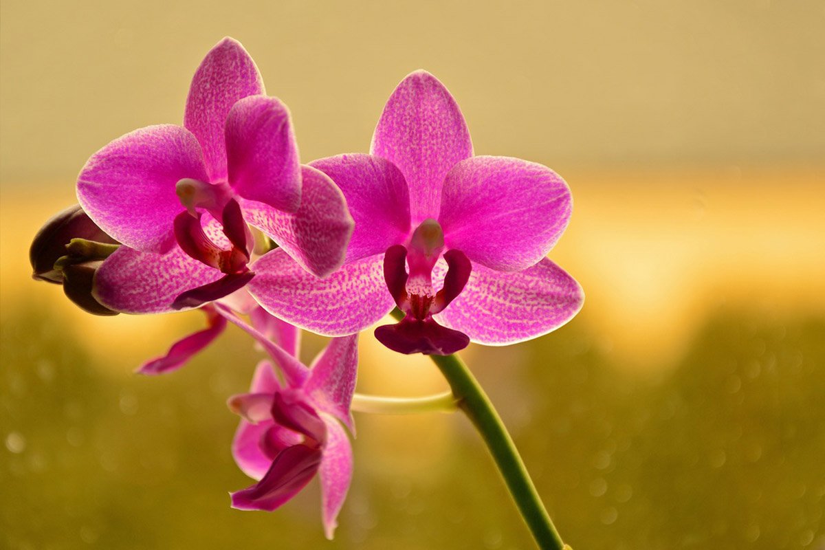 как пересадить орхидею в домашних условиях