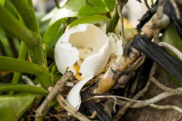 Подкармливаю орхидеи в декабре, чтобы они буйно цвели всю зиму, рассказываю, как сделать удобрение из яичной скорлупы