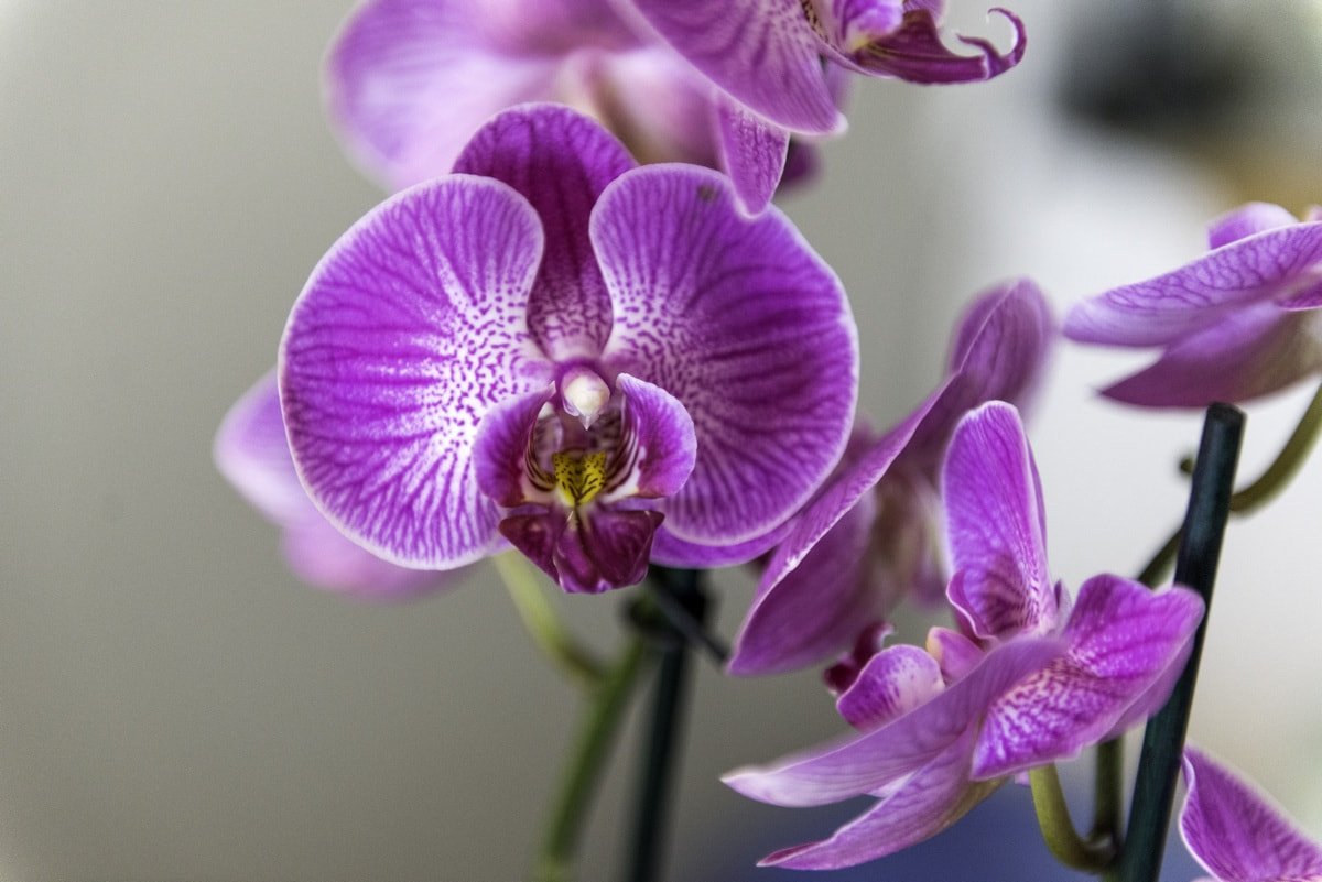 Орхидея пиниф фото и описание