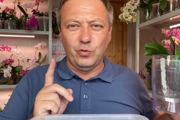 Орхидеи прут как на дрожжах, волшебный пинок для новых листьев и корней
