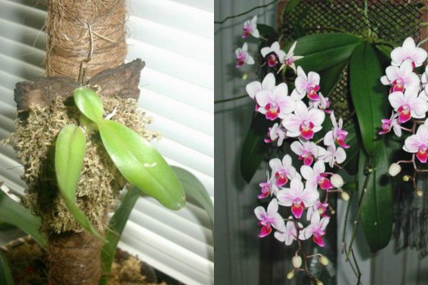 Зачем пересаживать орхидею на небольшой блок