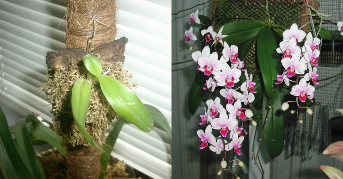 Пересадка орхидеи в другой горшок в домашних условиях пошаговый рецепт с фото