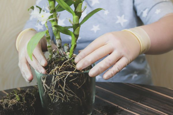 Молодая красавица расскажет, какие комнатные растения можно пересаживать летом