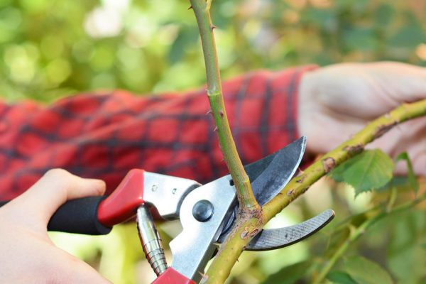 Чтобы розы хорошо перезимовали