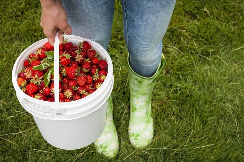 ведро клубники фото