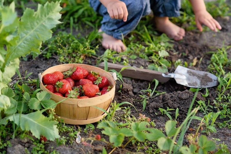 клубника на огороде фото
