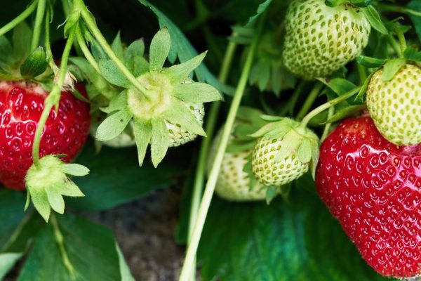 Как подкормить клубнику во время плодоношения