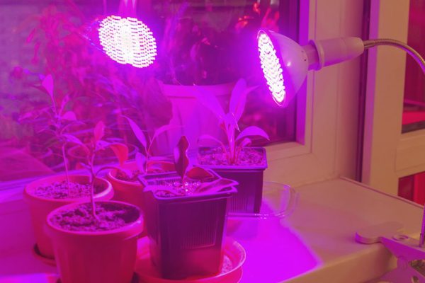 Садовник со стажем показал, чем заменить дорогущие фитолампы