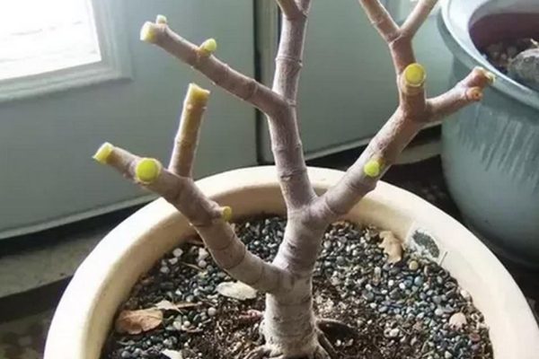 Грубые ошибки при уходе за толстянкой, которые совершают неопытные дилетанты