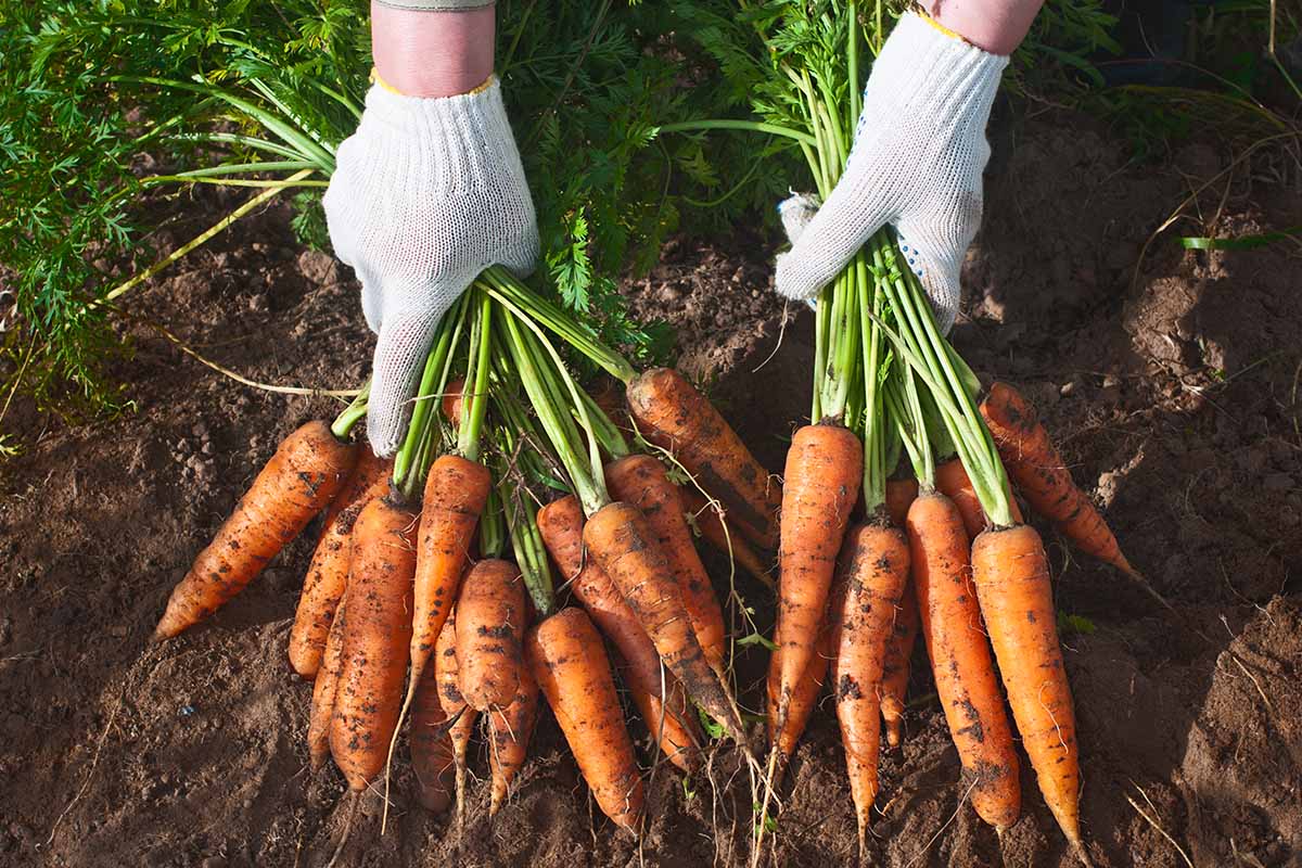 Что добавить в воду при поливе моркови для впечатляющего урожая