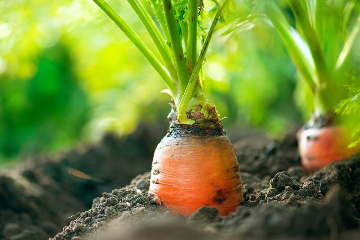 Что добавить в воду при поливе моркови для впечатляющего урожая поливать, полива, нужно, морковь, растение, моркови, использовать, чтобы, урожай, более, количество, культура, можно, будет, жидкость, этого, добавить, литров, также, несколько