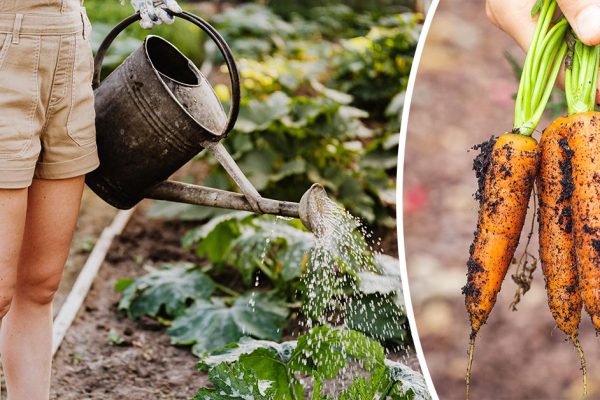 Что добавить в воду при поливе моркови для впечатляющего урожая