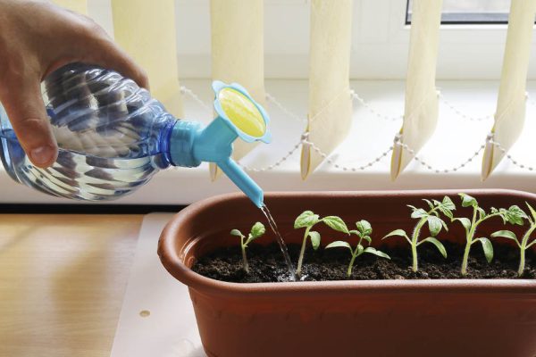 Чем поливать рассаду, чтобы росла богатырской