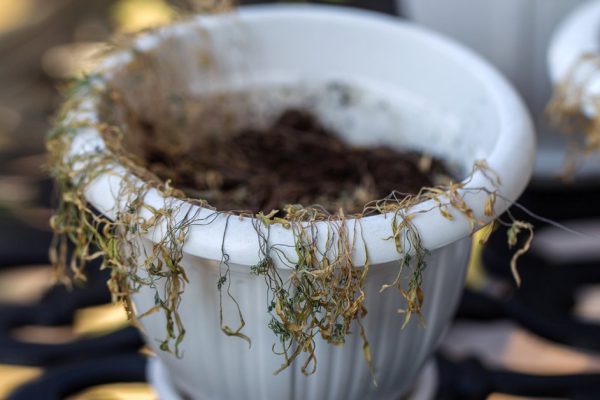 Почему растения чахнут и как им помочь