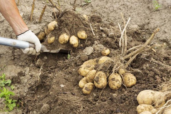 Сосед выкопал картофель первым, позвал на участок и похвастался способом сделать почву плодородной