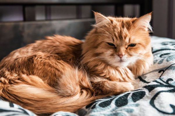 cute sleeping tired persian red cat