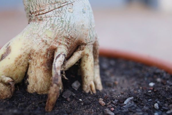 Дачница рассказала, как посадить имбирь из магазина, чтобы выросло мощное растение