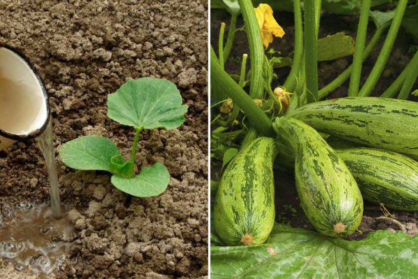 Что сделать, чтобы кабачки плодоносили как бешеные