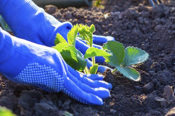 Как посадить клубнику в августе, чтобы она хорошо прижилась