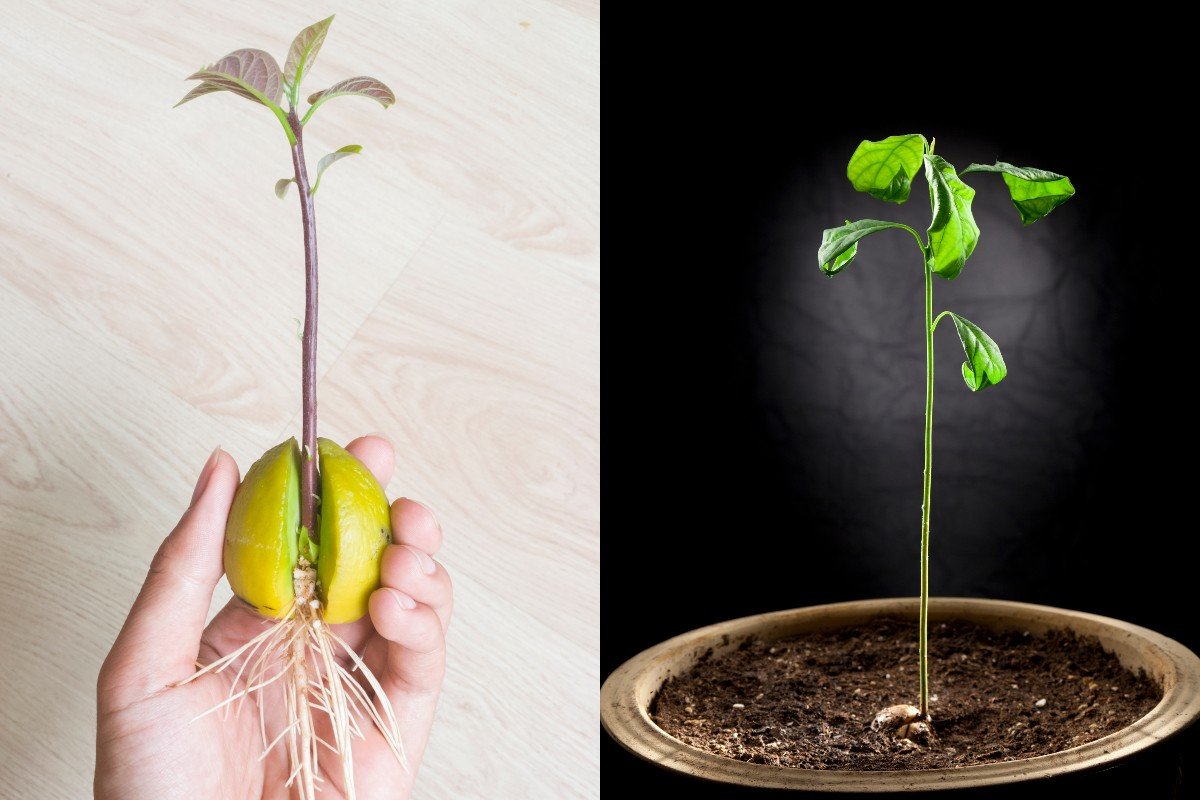 Инструкция по выращиванию авокадо из косточки авокадо, косточку, можно, посадить, чтобы, домашних, условиях, вырастить, косточки, после, деревце, любит, должны, может, сантиметров, часть, декоративное, растение, поэтому, должна