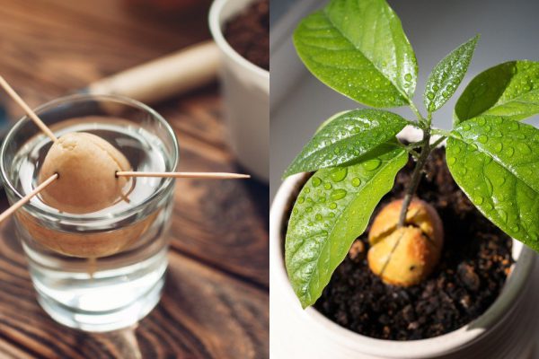 Инструкция по выращиванию авокадо из косточки