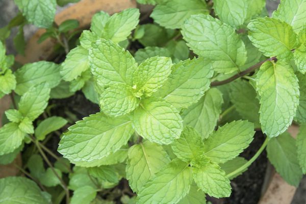 Жуки, пауки и плодовые мушки в доме пропали, стоило маме поставить душистое растение на подоконник