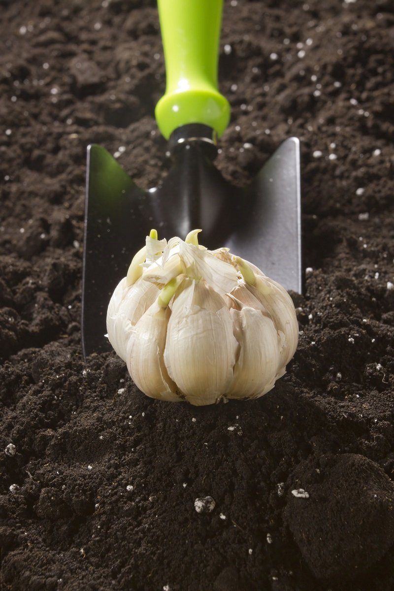 как посадить озимый чеснок