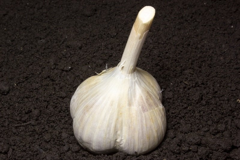 как посадить озимый чеснок