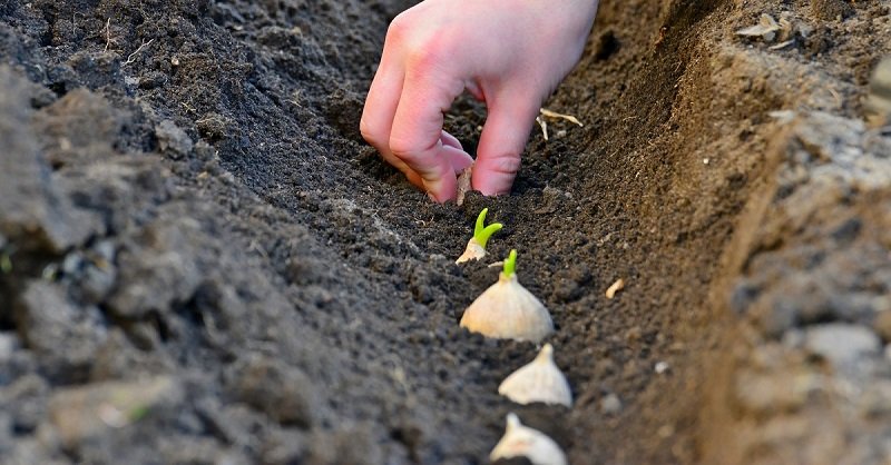 как посадить озимый чеснок