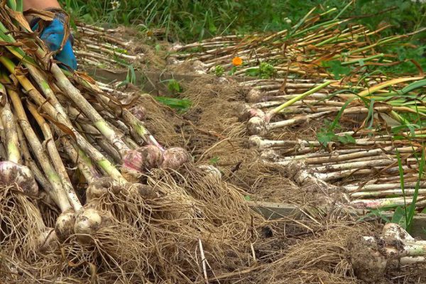 Инструкция по посадке озимого чеснока