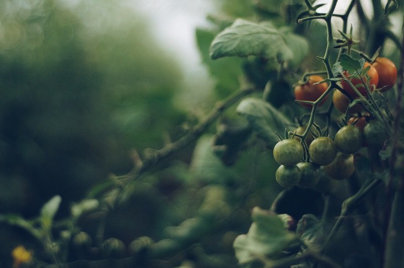 Правила посадки помидоров осенью, чтобы за зиму они набрались сил помидоры, может, посадить, томатов, осенью, обязательно, чтобы, PixabayКак, тогда, такое, только, гдето, начинают, обычно, выдерживают, будут, делает, теперь, довольно, участке