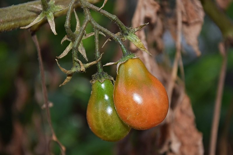 Правила посадки помидоров осенью, чтобы за зиму они набрались сил помидоры, может, посадить, томатов, осенью, обязательно, чтобы, PixabayКак, тогда, такое, только, гдето, начинают, обычно, выдерживают, будут, делает, теперь, довольно, участке
