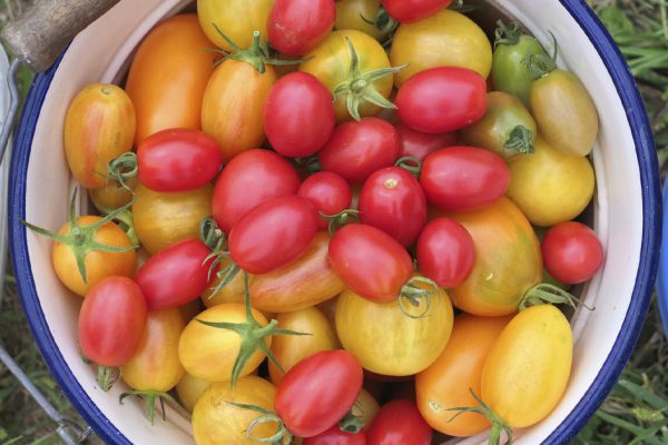 Правила посадки помидоров осенью, чтобы за зиму они набрались сил