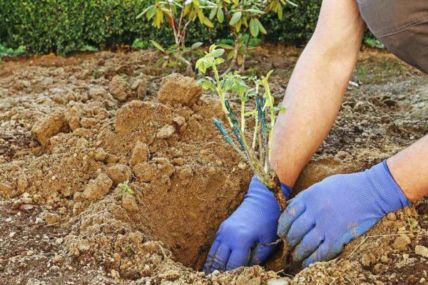 Gardener at work: How to plant a rose shrub in the ground. Man places the seedling in the ground. Step by step, tutorial.