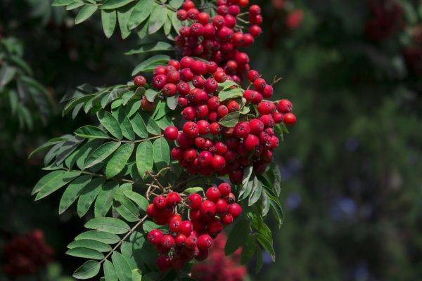 Зачем сажать рябину возле дома